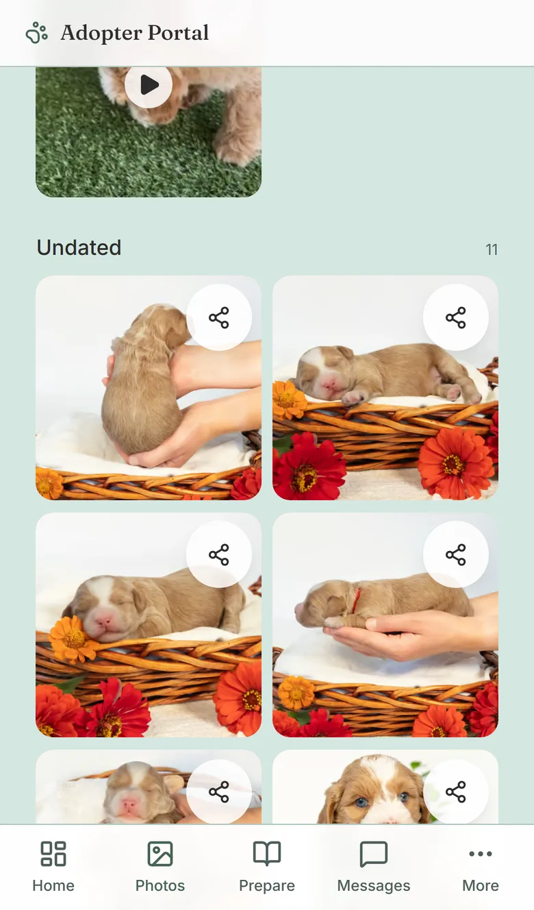 Portal photo gallery with newborn photos of the puppy